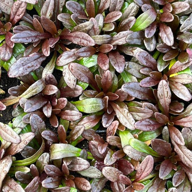 Picture of Ajuga x tenorii 'Chocolate Chip' #4Q