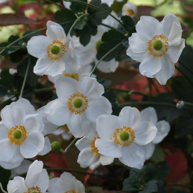 Picture of Anemone 'Honorine Jobert' #4Q