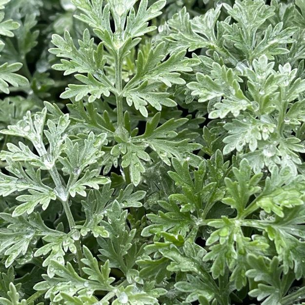 Picture of Artemesia x 'Powis Castle' #4Q