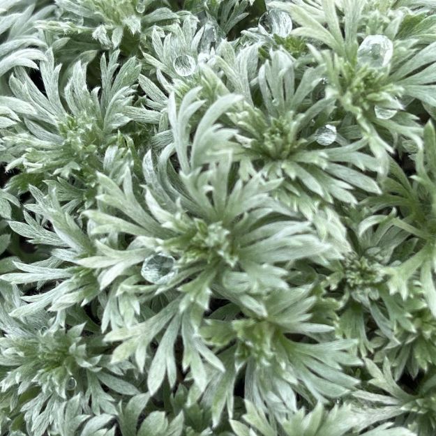 Picture of Artemesia schmidtiana 'Silver Mound' #4Q