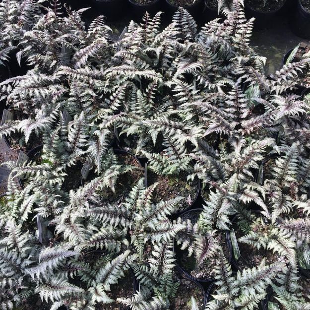 Picture of Athyrium niponicum 'Pictum' (Japanese Painted Fern) #4Q
