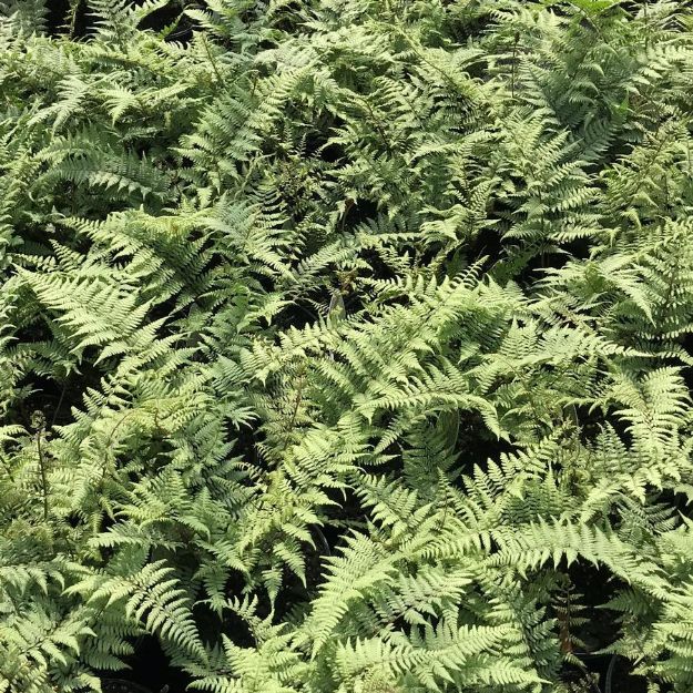 Picture of Athyrium x 'Ghost' #4Q