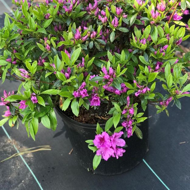 Picture of Azalea Gable 'Herbert' #3