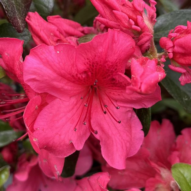Picture of Azalea Girard 'Crimson' #3