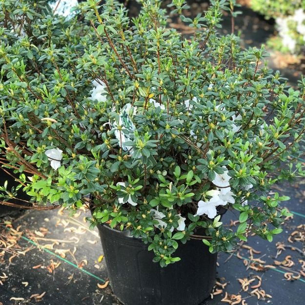 Picture of Azalea Girard 'Pleasant White' #3
