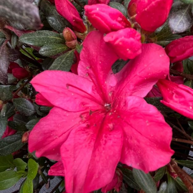 Picture of Azalea Girard 'Red' #3