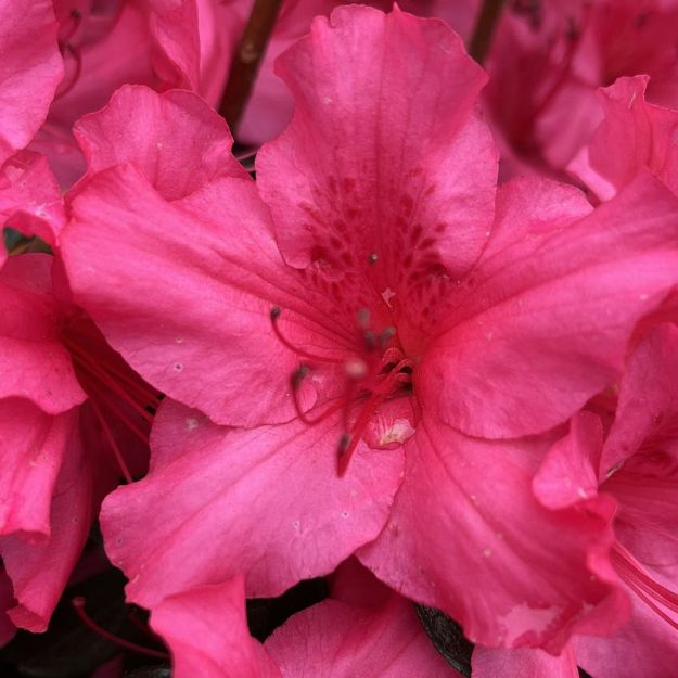 Picture of Azalea Girard 'Rose' #3