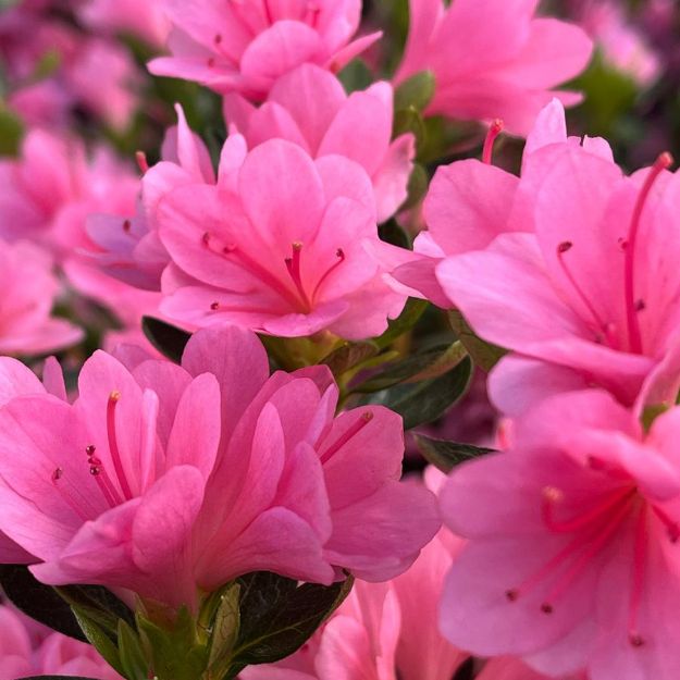 Picture of Azalea Kurume 'Coral Bells' #3