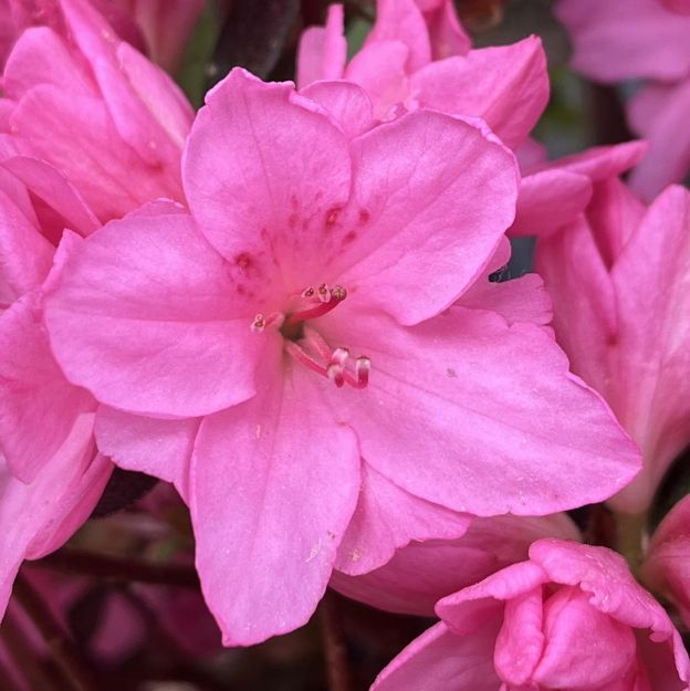 Picture of Azalea Kurume 'Tradition' #3