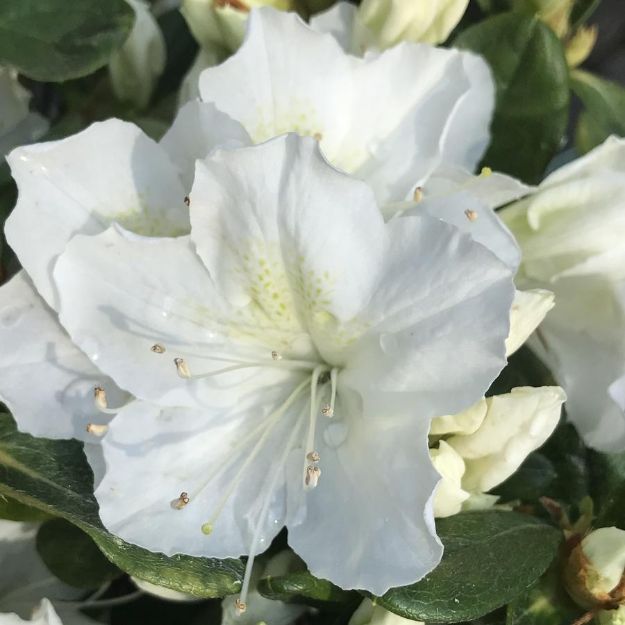 Picture of Azalea Mucronatum 'Delaware Valley' #3