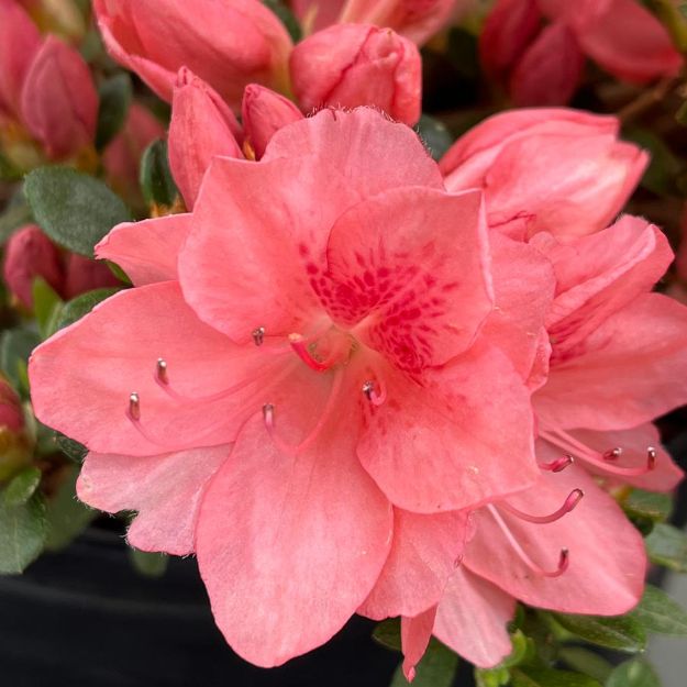 Picture of Azalea 'Blaauw's Pink' #3