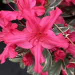 Picture of Azalea 'Christi Lyn' #3