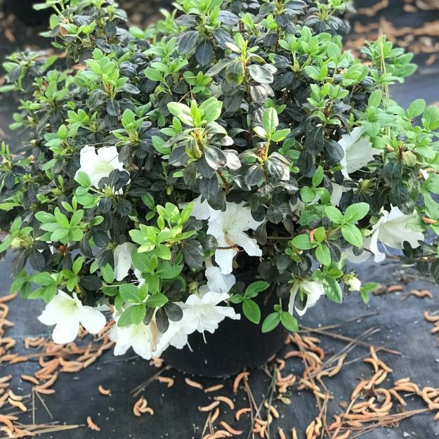 Picture of Azalea Robin Hill 'Dorothy Hayden' #3