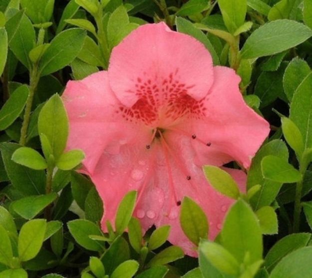 Picture of Azalea Robin Hill 'Lady Robin' #3