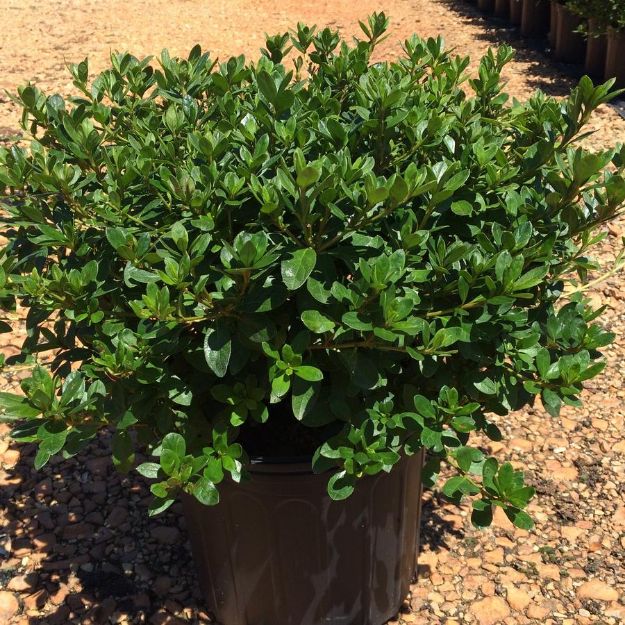 Picture of Azalea Robin Hill 'Nancy' #3