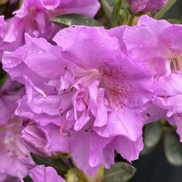 Picture of Azalea Shammarello 'Elsie Lee' #3