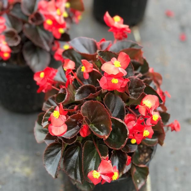 Picture of Begonia Cocktail 'Vodka' (Br-Rd) 6 inch