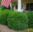 Picture of Buxus x 'Green Velvet' #4Q