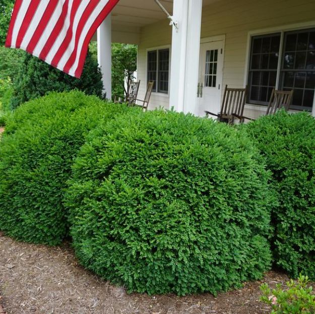 Picture of Buxus x 'Green Velvet' #4Q