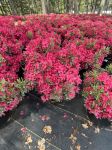 Picture of Azalea 'Christi Lyn' #3