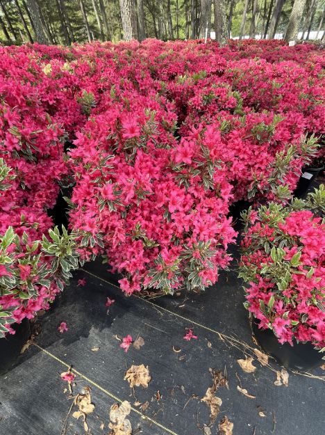 Picture of Azalea 'Christi Lyn' #3