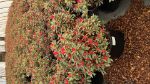 Picture of Azalea 'Christi Lyn' #3