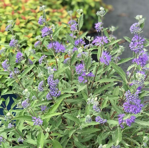 Picture of Caryopteris x clandonensis 'Longwood Blue' #3
