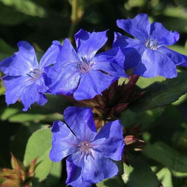 Picture of Ceratostigma plumbaginoides #4Q