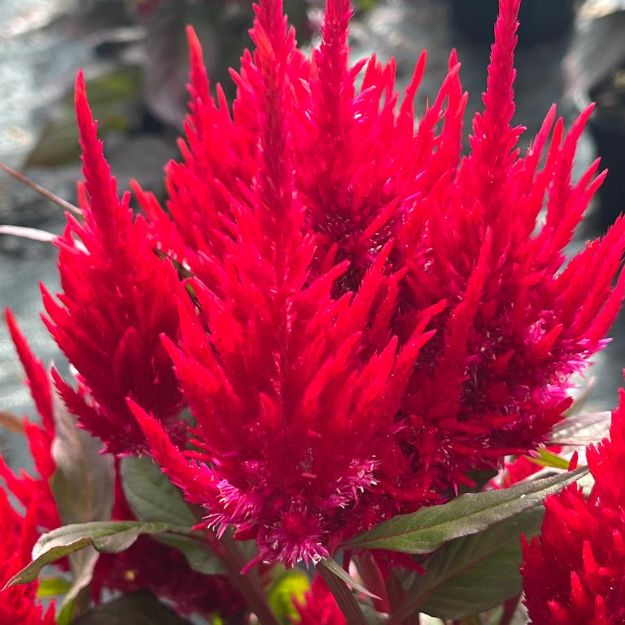 Picture of Celosia 'New Look' 6 inch