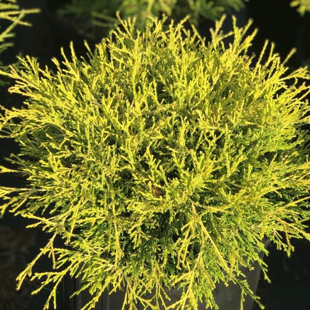 Picture of Chamaecyparis pisifera filifera 'Gold Mop' #3