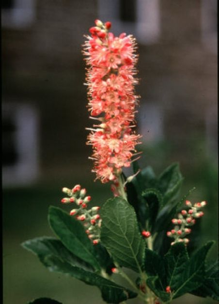 Picture of Clethra alnifolia 'Ruby Spice' #3