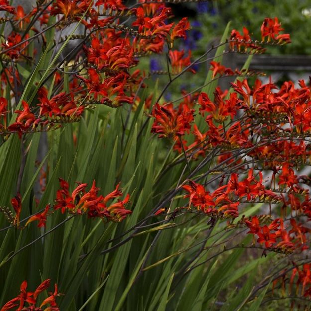 Picture of Crocosmia x 'Lucifer' #4Q
