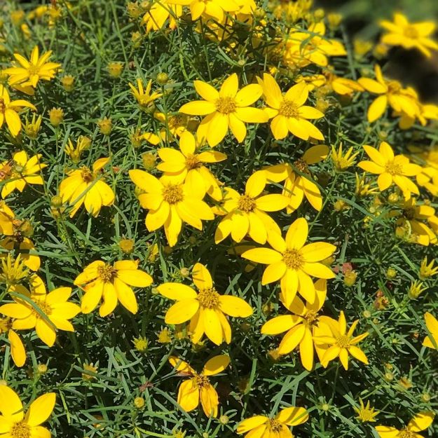 Picture of Coreopsis verticillata 'Zagreb' #4Q