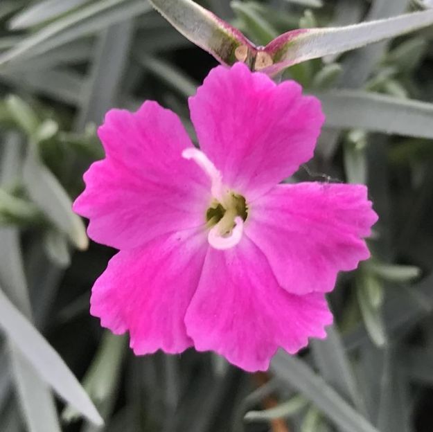 Picture of Dianthus gratianopolitanus 'Firewitch' #4Q