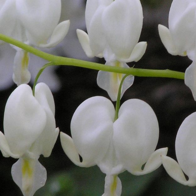 Picture of Dicentra spectabilis 'Alba' #4Q
