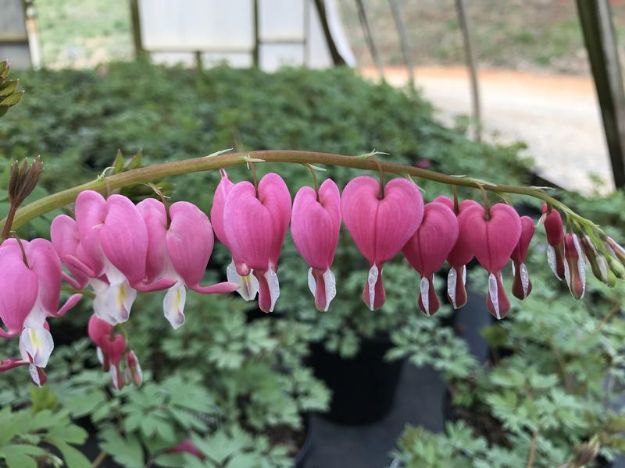 Picture of Dicentra spectabilis #4Q