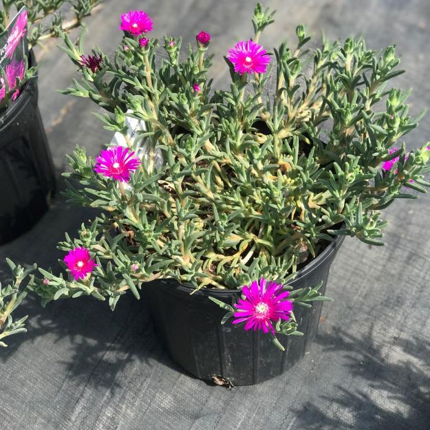 Picture of Delosperma cooperi #4Q