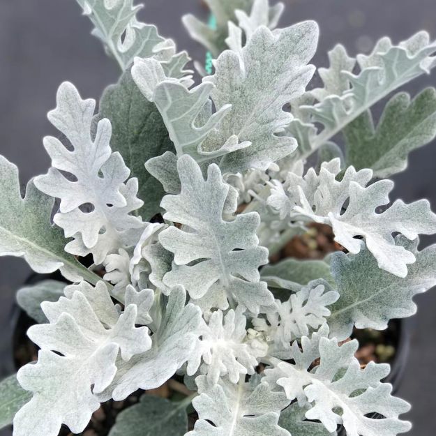 Picture of Dusty Miller 'Silver Dust' 6 inch