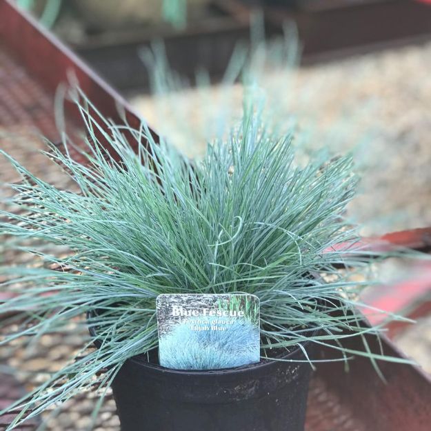 Picture of Festuca glauca 'Elijah Blue' #4Q