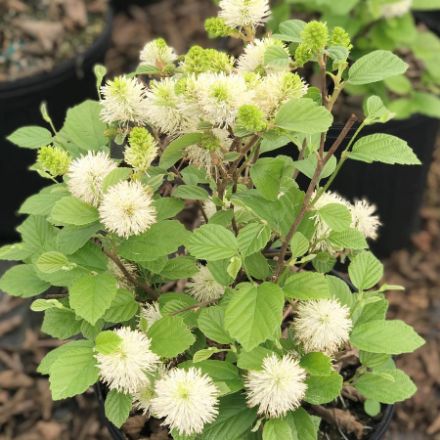 Show details for Fothergilla major 'Mount Airy' #3 Picture of Fothergilla major 'Mount Airy' #3