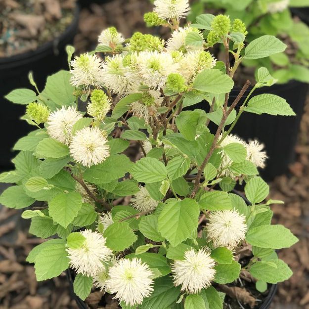 Picture of Fothergilla major 'Mount Airy' #3