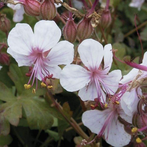 Picture of Geranium x cantabrigiense 'Biokovo' #4Q