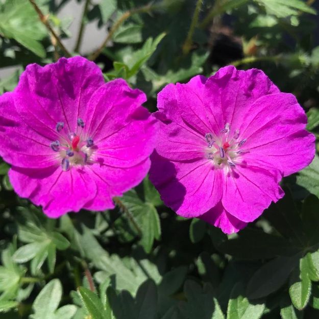 Picture of Geranium sanguineum 'Max Frei' #4Q