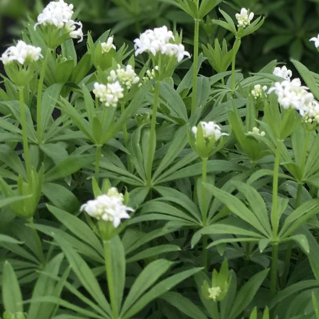 Picture of Galium odoratum #4Q