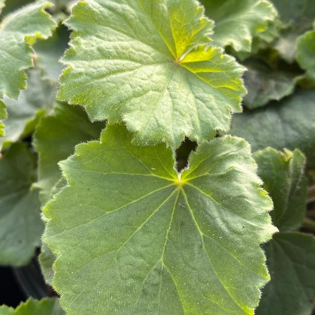 Picture of Heuchera villosa 'Autumn Bride' #4Q
