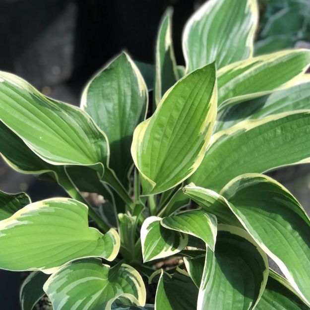 Picture of Hosta formosa 'Francee' #4Q