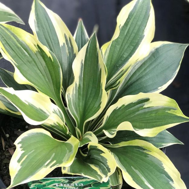 Picture of Hosta formosa 'Patriot' #4Q