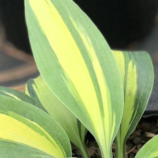 Picture of Hosta 'June' #4Q