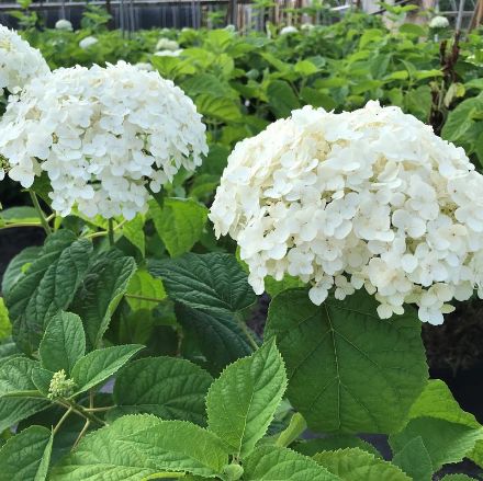 Show details for Hydrangea arborescens 'Annabelle' #3 Picture of Hydrangea arborescens 'Annabelle' #3