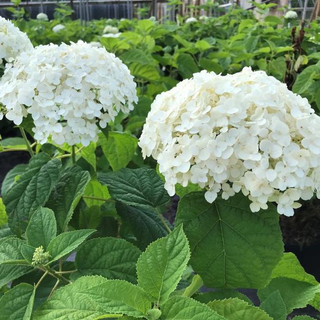 Picture of Hydrangea arborescens 'Annabelle' #3